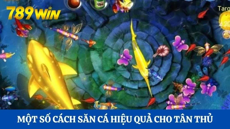 Một số cách săn cá hiệu quả cho tân thủ